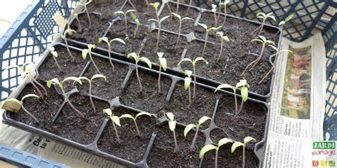 Semer Des Tomates En Godet Mode D Emploi Jardipartage