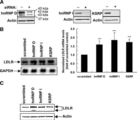 Effects Of Sirna Knockdown On Ldlr Mrna And Protein Expressions A