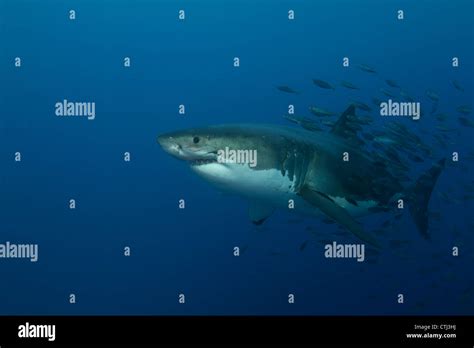 Female Great White Shark With A School Of Bait Fish Guadalupe Island