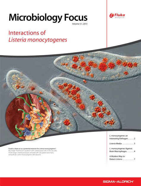 PDF Listeria Monocytogenes And Macrophages