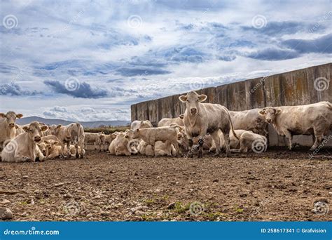 Charolais beef cattle cows stock image. Image of production - 258617341