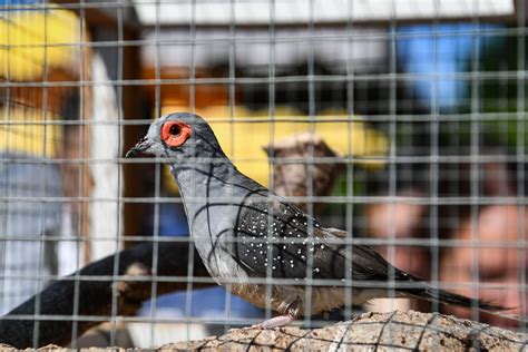 L Actu En Images Animaux F Te Foraine Et Soleil Plus De