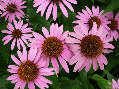 Unlock The Natural Benefits Of Echinacea An Ultimate Guide