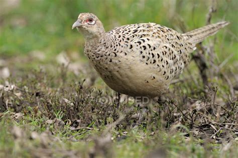 Female ring-necked pheasant standing in green field, close-up ...