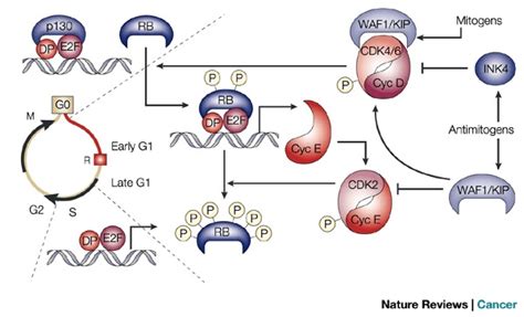 Regulation Of G1 And The G1s Transitionin Quiescent G0 Cells E2fdp