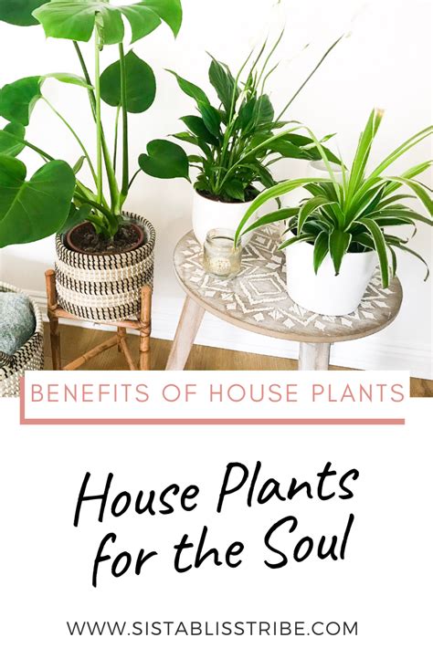 Health Benefits of House Plants | Plants, House plants, Indoor plants