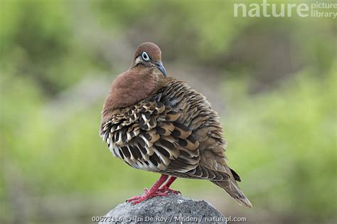 Stock Photo Of Galapagos Dove Zenaida Galapagoensis Punta Suarez