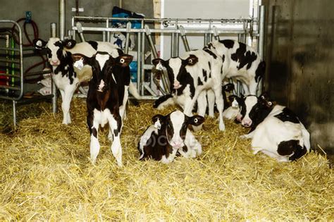 Holstein Calves