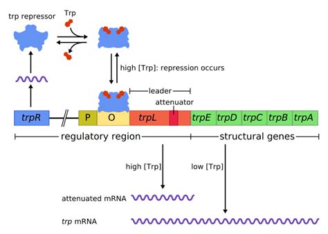 Difference Between Structural and Regulatory Genes | Compare the ...