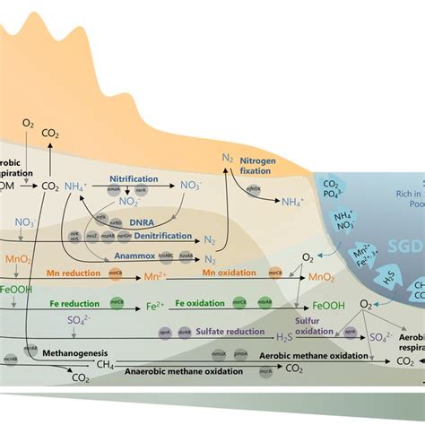 Simplified Representation Of Main Biogeochemical Processes Mediated By