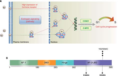 Frontiers Detection Of Esr1 Mutations Based On Liquid Biopsy In Estrogen Receptor Positive