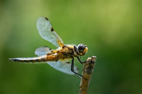 Tapeta na pulpit Ważki insekty dragonfly Z bliska Zwierzęta