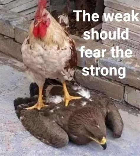 The Weak Should Fear The Strong Ifunny