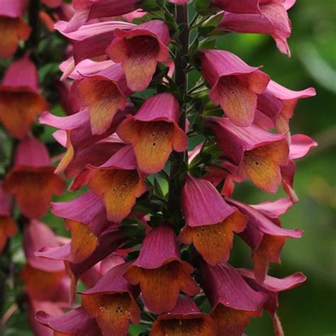 Foxglove Digitalis Foxlight™ Ruby Glow Large Plug Plants Pack X6