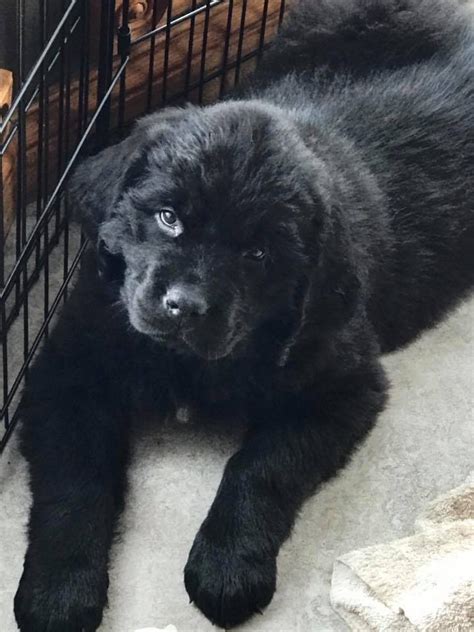 Newfoundland Dog Puppies For Sale | Clio, MI #185265