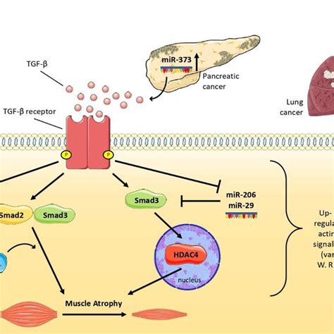 Schematic Representation About How Selected Mirnas Affect The Activity