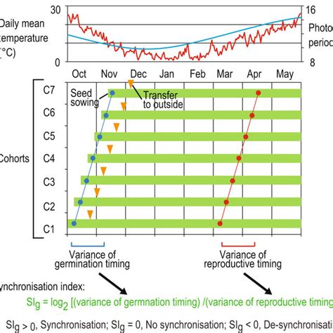 Design Of The Sequential Seeding Experiment Sse And Synchronisation Download Scientific