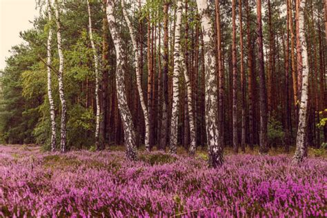 Wrzosowiska w Polsce Gdzie się wybrać by podziwiać te najpiękniejsze