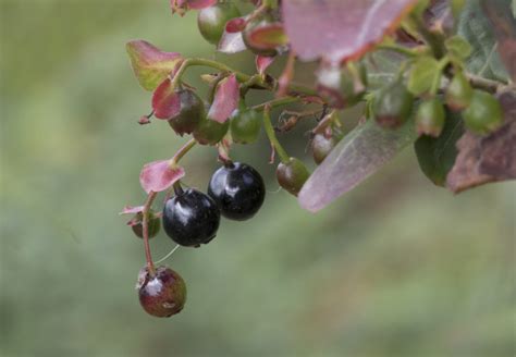 Berbagai Jenis Buah Berry Dan Manfaatnya Untuk Kesehatan