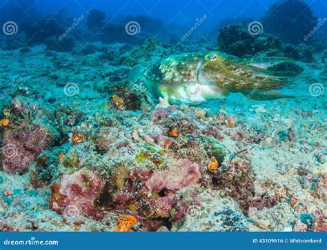 Hooded Cuttlefish On A Coral Reef Stock Photo Image Of Ecosystem