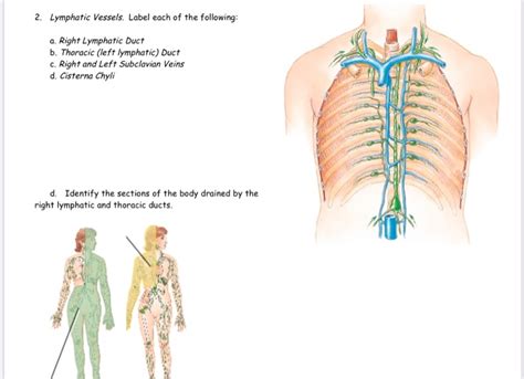 Axillary Lymph Nodes Drain Into Best Drain Photos Primagemorg Images