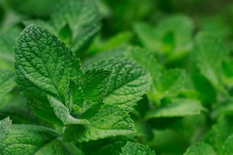 Premium Photo | A close up of a mint plant with a green leaf