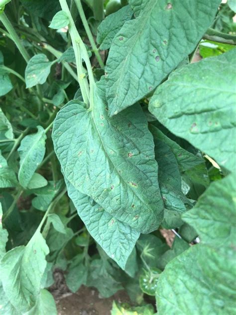 Early Blight On Tomatoes Vegetable Pathology Long Island