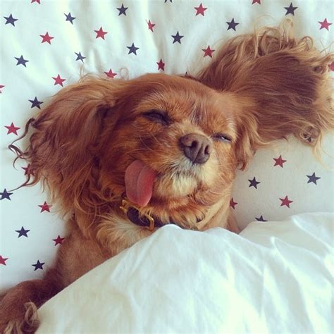 Meet Toast The Adorable Dog Whose Tongue Is Constantly Sticking Out