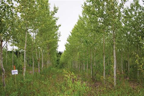 Intégrer la forêt boréale au marché du carbone Québec Science