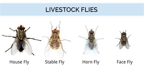 9 Treatment Options For Livestock Flies