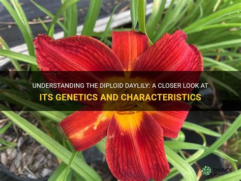 Understanding The Diploid Daylily A Closer Look At Its Genetics And Characteristics Shuncy