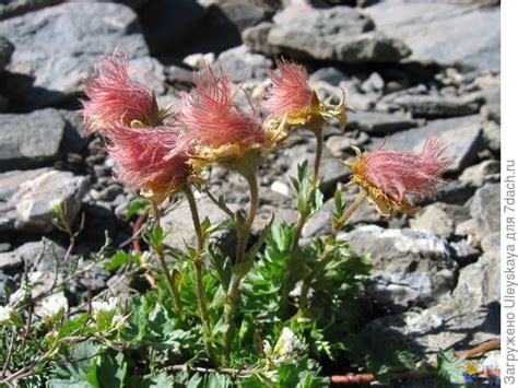 Гравилаты: фейерверк окрасок и скромность пользы
