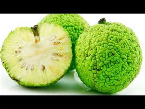 МАКЛЮРА настойка для суставов. Адамово яблоко. - YouTube | Jardinagem ...