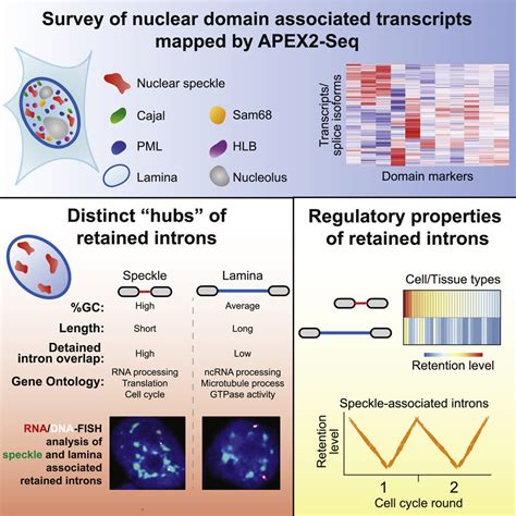 RNA map of the mammalian cell nucleus reveals new insights into gene ...