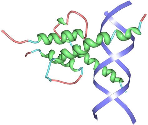 Exemplary DNA-binding protein in complex with DNA. Exemplary ...