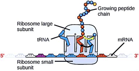 dna ligase biology definition 15