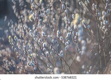 Soft Spring Background Pussy Willow Catkins Stock Photo 538768321 Shutterstock