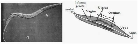 Penjelasan Tentang Filum Nematoda Biologi Indonesia