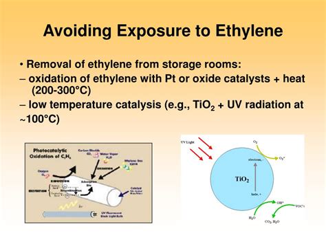 Ppt Ethylene And Fruit Ripening Powerpoint Presentation Free