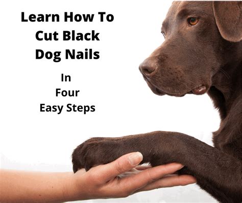 How To Clip A Dog S Nails That Are Black At Adriana Bouknight Blog