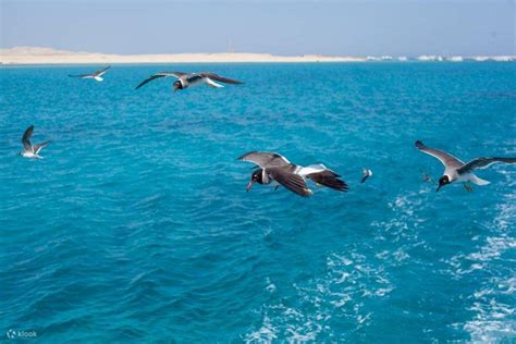 Explore The Red Sea Orange Bay Island And Snorkeling Cruise With Lunch