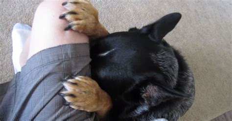 Dog Praying With His Owner Is The Best Thing You'll See Today | Dog praying, Dogs, Dog cat