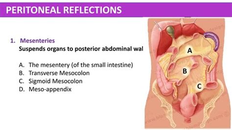 Abdomen Anatomy - Made Easy | PPT