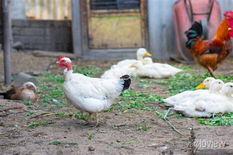 Poultry Yard Naked Neck Breed Of Chicken In Farm It Is Naturally