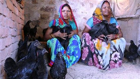 खाने कमाने दोनों काम के लिए बेहतरीन है कड़कनाथ मुर्गा Kadaknath Cock