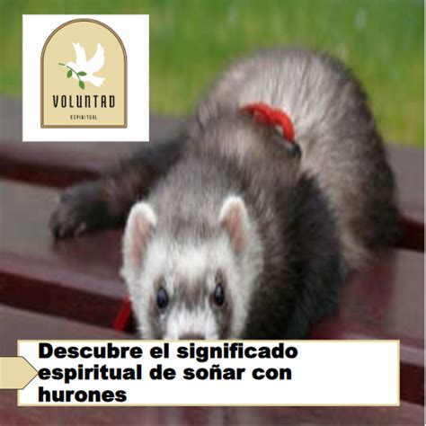 Descubre El Significado Espiritual De So Ar Con Hurones