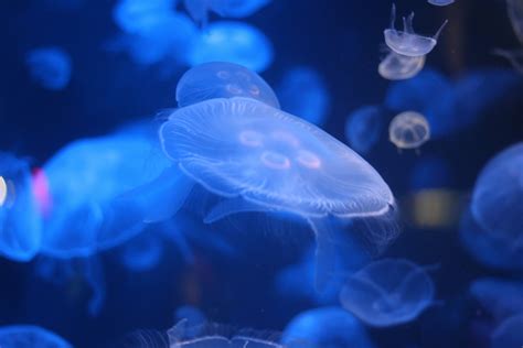 Bioluminescence Photos, Download The BEST Free Bioluminescence Stock Photos & HD Images