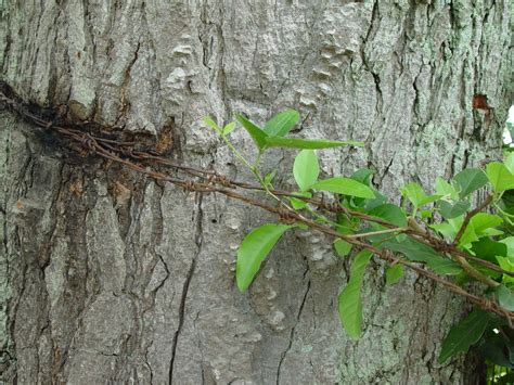 Kostenlose foto Baum Natur Ast Blatt Blume Kofferraum Grün