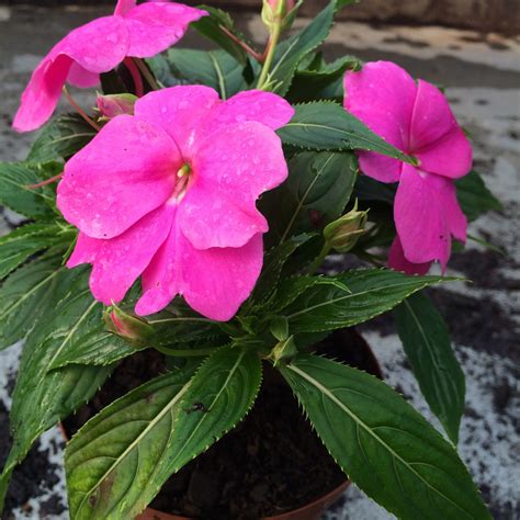 What Is Impatiens Plant