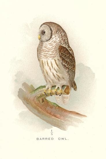 Barred Owl Posters